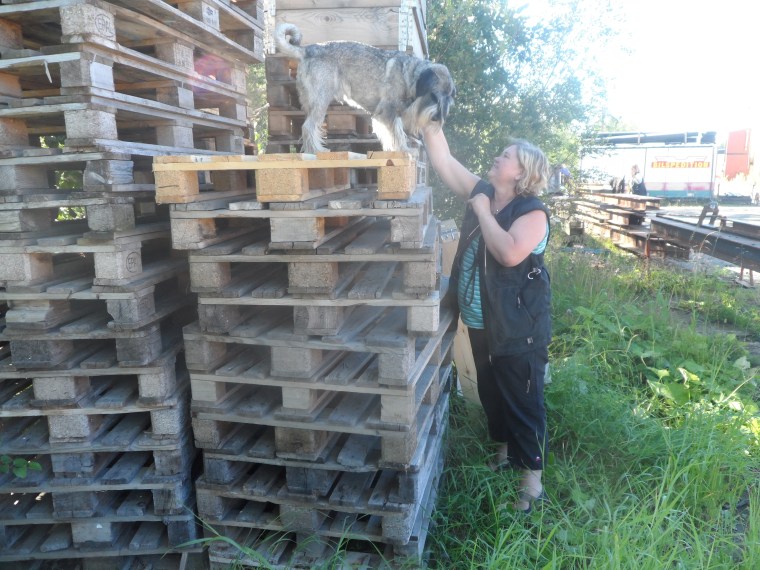 Veronica Sundqvist och Frasse tränar Rambo.