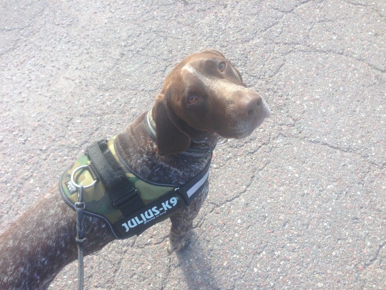 Hagel är redo för ett sök.