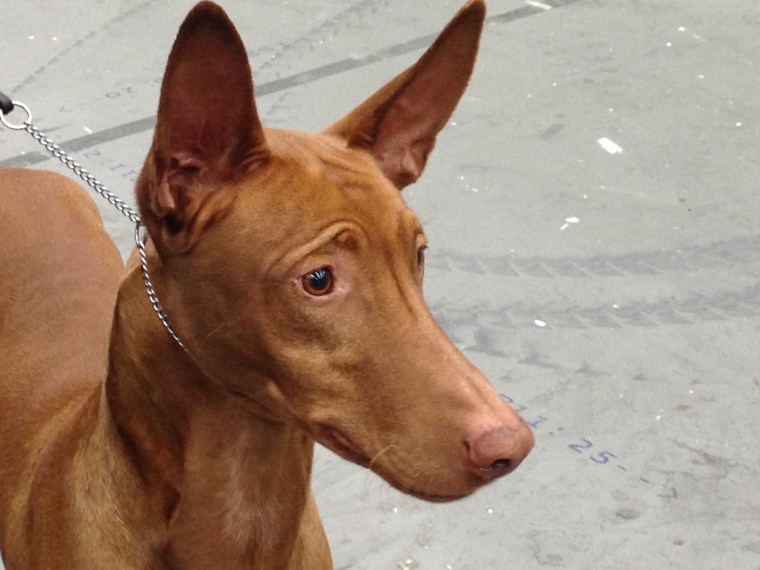 Visst är faraohundar fina och uttrycksfulla?