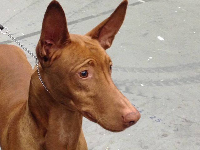 Visst är faraohundar fina och uttrycksfulla?