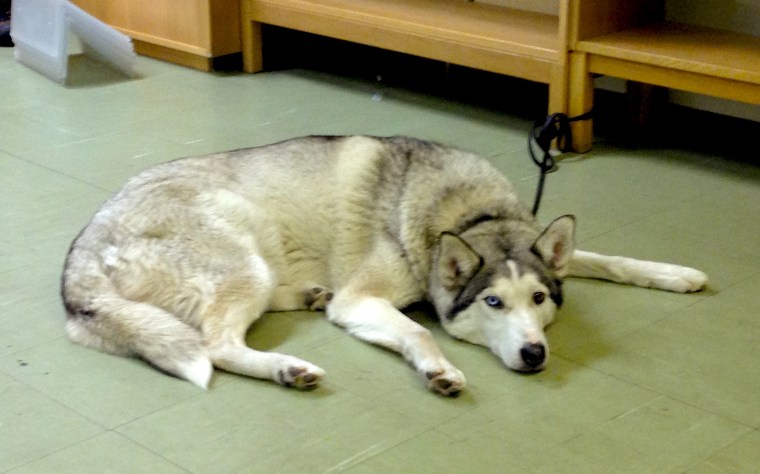 Trött! Det tar på att träna massor när man typ aldrig tränat. =)