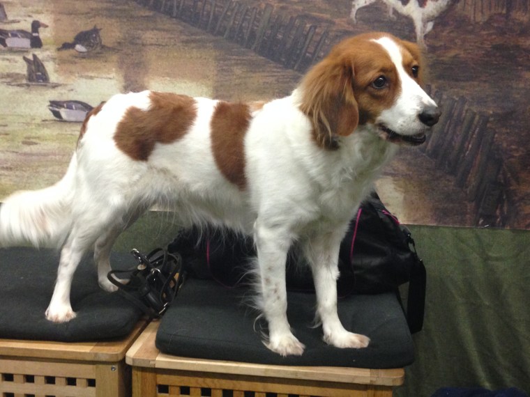 En kooikerhondje skulle jag kunna tänka mig – någon gång i framtiden.