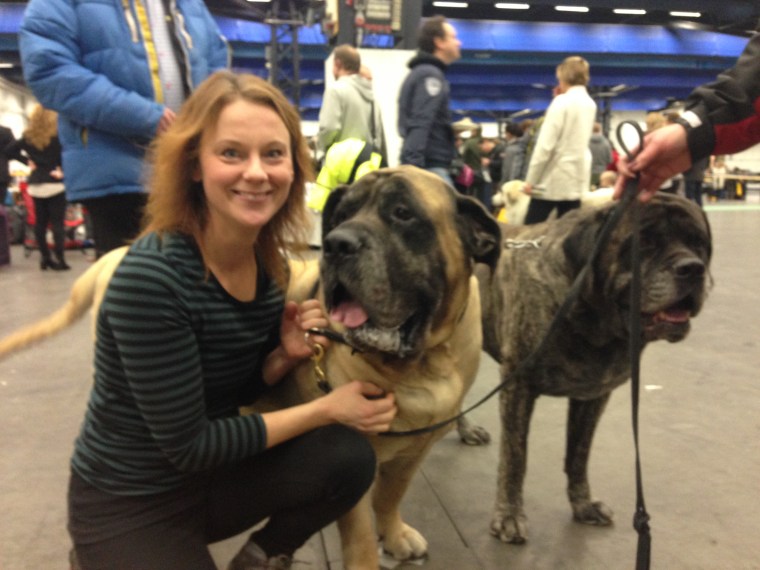 Jag träffade en bamsevovve som vägde 105 kilo, en engelsk mastiff. 