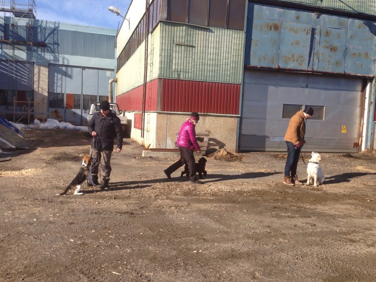 Sedan blev det allmänlydnad. Här går ekipagen slalom mellan varandra.