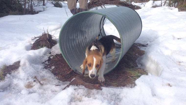 Beaglen Scott passerar tunneln i ett nafs.