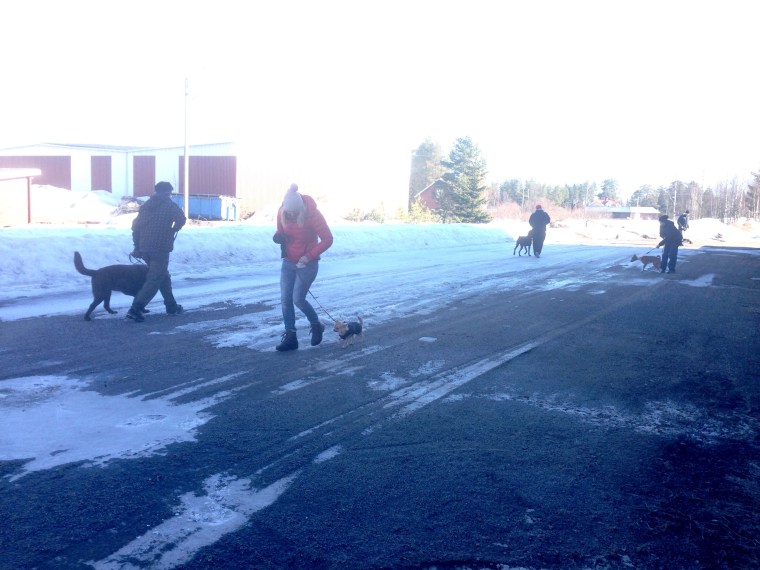 Vi inledde med att träna hundmöten.