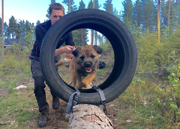 Border terriern Peppe är på hugget.