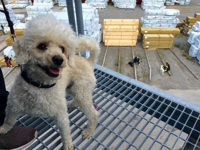 Dvärgpudeln Eddie hade inte minsta darr i knäna trots höjden.