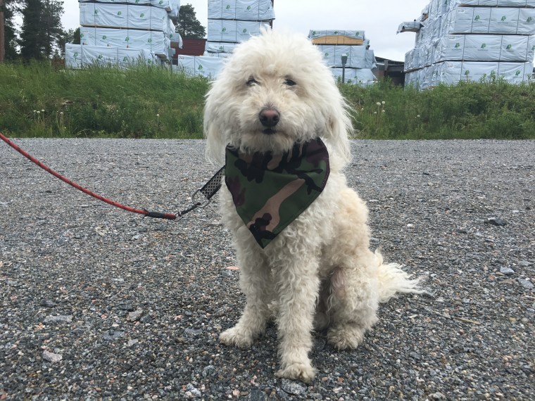 Sigge förtjänar sin Ramboscarf!