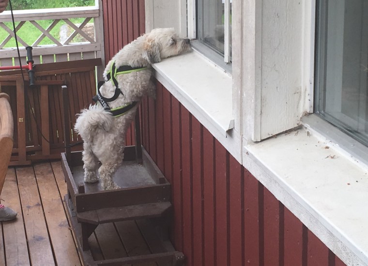 Frost hittar den höga doftgömman vid fönstret.