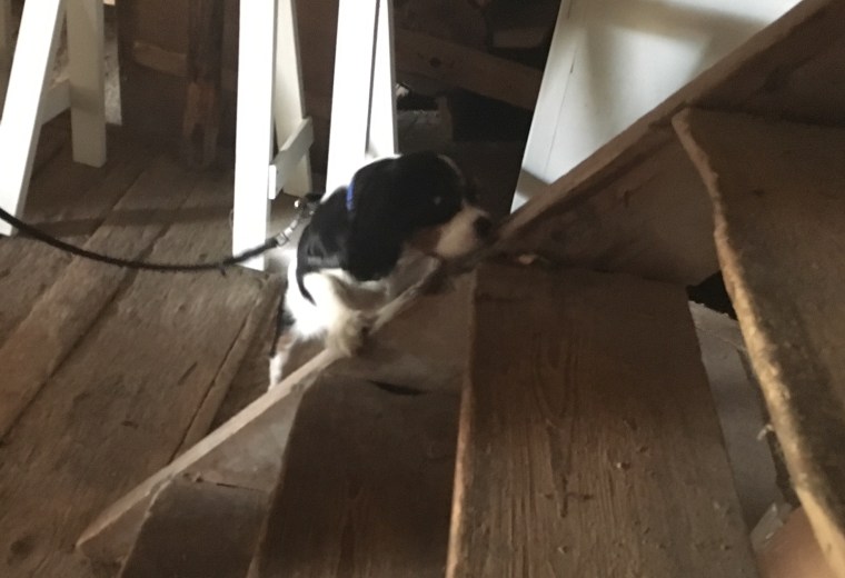 Lille Gizmo fick också söka. Här hittar han doften, och godisen, i trappen.