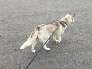 Raggen rest. Läskigt med nya platser tycker Flinga.