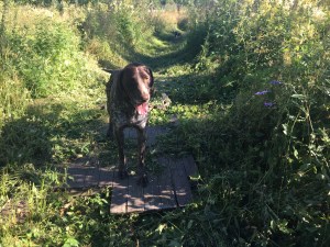 Hagel testar framkomligheten.
