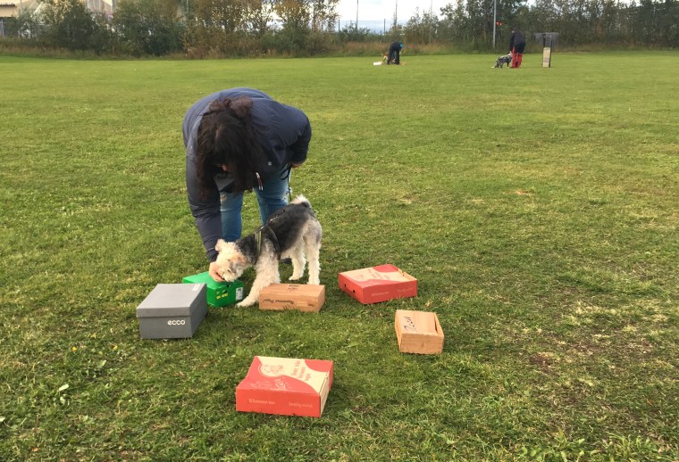 Lindas coola blandning mellan papillon, kinesisk nakenhund och pudel fattade snabbt.