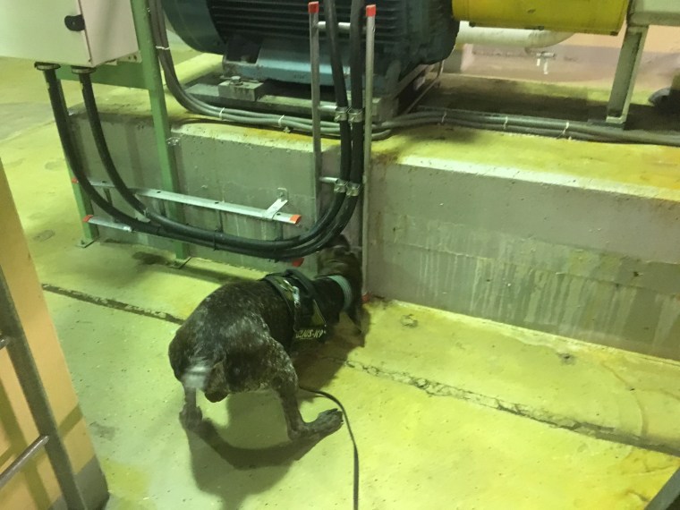 Här hittar Hagel en gömma.