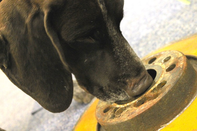 Helgkursen i Nose Work blev snabbt full.