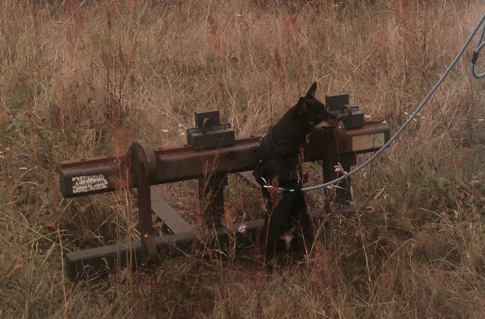 Lancarshire Heeler, en tik på snart nio år och en valp på 14 veckor. 